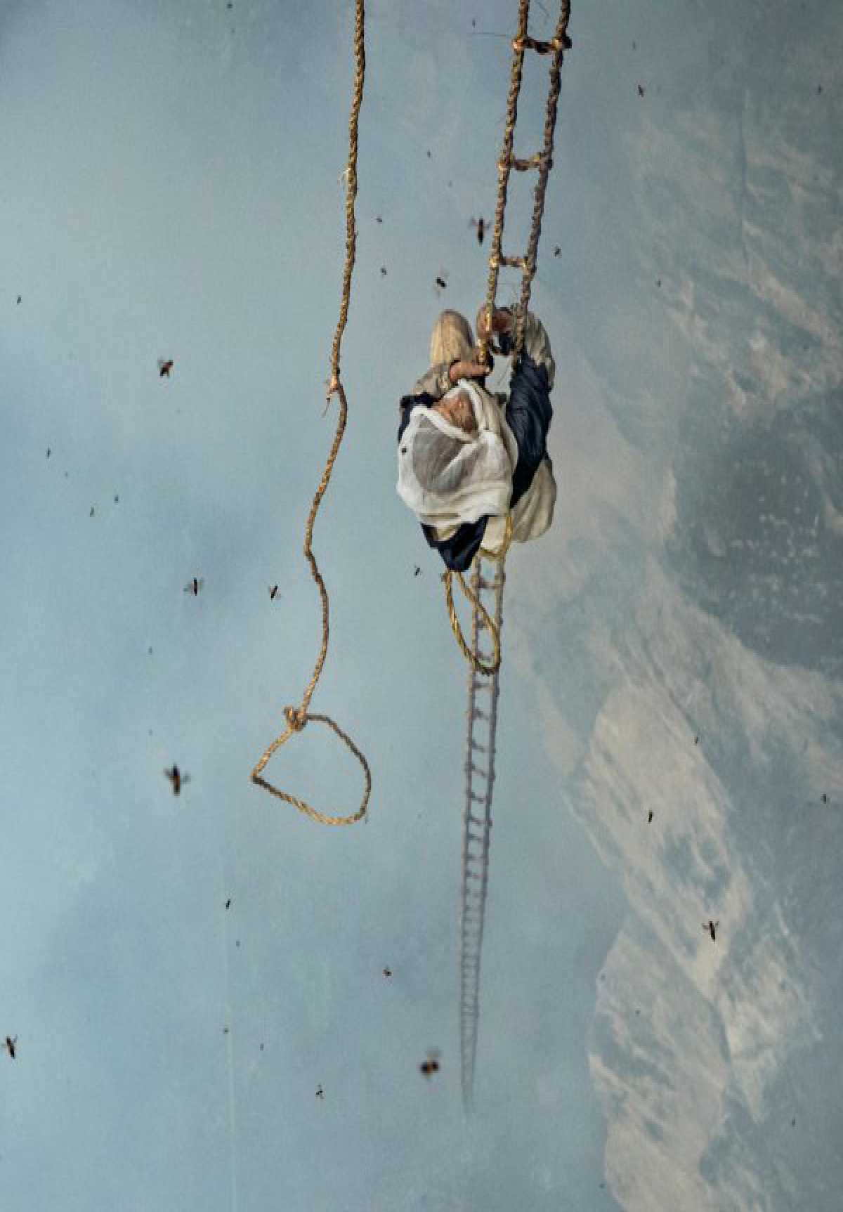 /media/cover-img/The_Last_Honey_Hunter-l.jpg